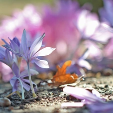 crocuses, colchicums, Autumn