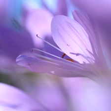 crocuses, colchicums, Autumn