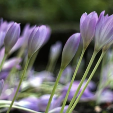 crocuses, colchicums, Autumn