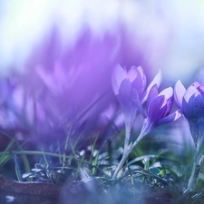 crocuses, lilac, Blue