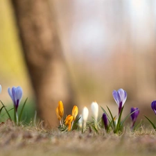 color, crocuses