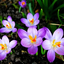 Flowers, crocuses