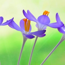 Flowers, crocuses