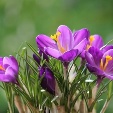 Flowers, crocuses