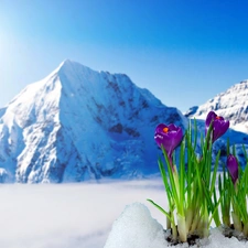 crocuses, winter, Mountains