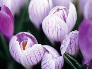 purple, crocuses