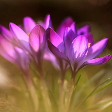 purple, crocuses