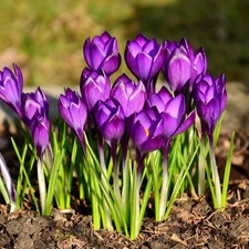 purple, crocuses