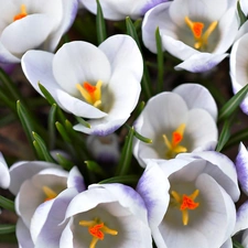 White, crocuses