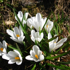 White, crocuses