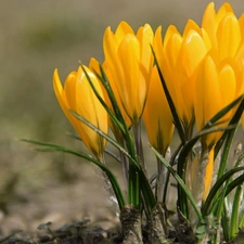 Yellow, crocuses