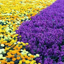 Field, Sage, cultivation, Tagetes