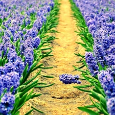Hyacinths, cultivation