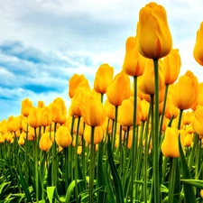 cultivation, Yellow, Tulips