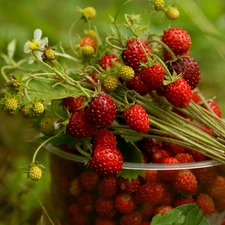 Strawberries, Cup