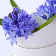 cups, Hyacinths, Two