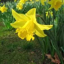 Daffodils