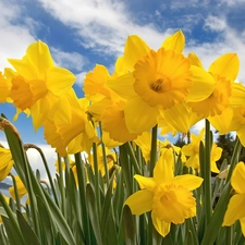 Daffodils