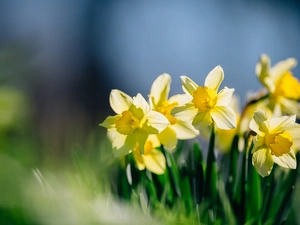 Daffodils