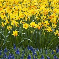 Flowers, Daffodils