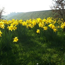 Daffodils, Spring, Meadow