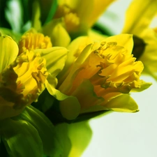 Yellow, Daffodils