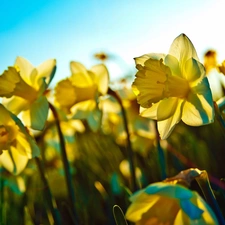 Daffodils