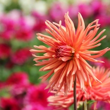 dahlias