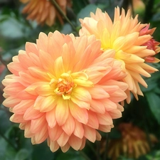 developed, dahlias