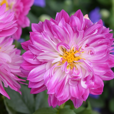 dahlias, Pink, Flowers