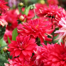 Red, dahlias