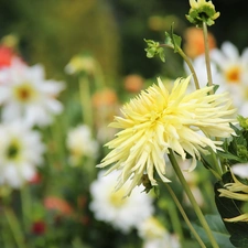 Yellow, dahlias