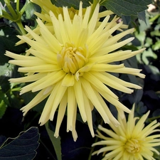 Yellow, dahlias