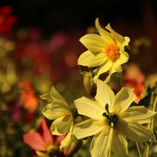 Yellow, dahlias