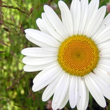 daisy, White, flakes