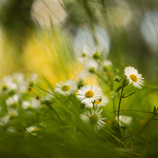 Flowers, grass, rapprochement, daisies