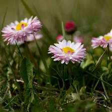 Flowers, daisies, grass, Pink-White