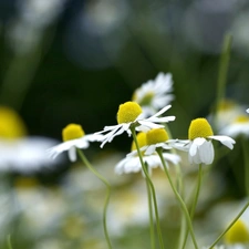 Meadow, Daisies