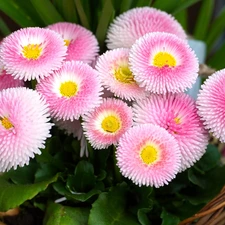 Pink, Flowers, basket, daisies