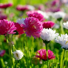 Pink, White, daisies, I