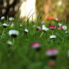 daisies, White, Pink