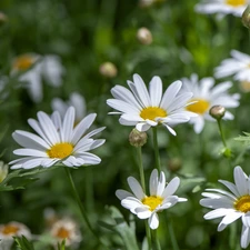 daisies, rapprochement