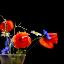 Vase, papavers, daisies, cornflowers