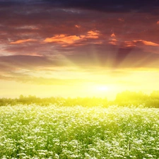 west, rays, daisies, sun