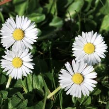 White, daisies