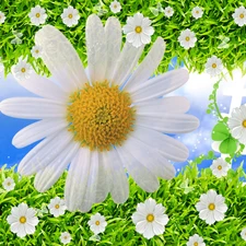 Daisy, grass, White