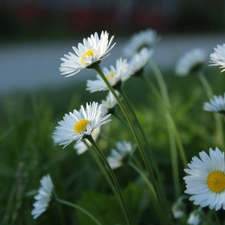 White, daisies