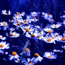 Chamomile Common, Flowers, Wildflowers