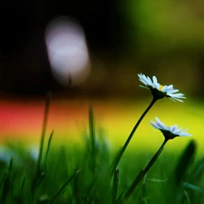 daisies