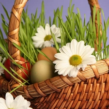 Easter, eggs, daisy, basket